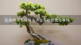 信阳哪里有绿植花卉盆景租摆批发市场