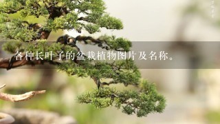 各种长叶子的盆栽植物图片及名称。