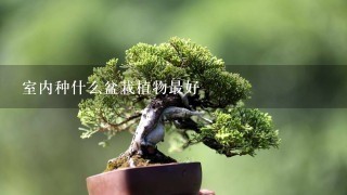 室内种什么盆栽植物最好