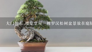 大门朝东,楼是堂屋1棵罗汉松树盆景放在庭院那个位置好？