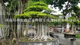 河南郑州安鑫农业种植金线莲回收价格每公斤4500是靠谱吗