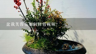 盆栽芙蓉花如何修剪视频？