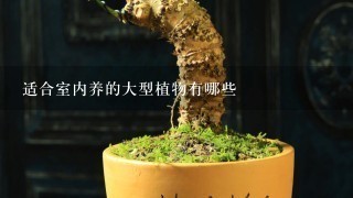 适合室内养的大型植物有哪些