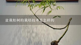 盆栽松树的栽培技术是怎样的