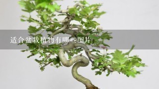 适合盆栽植物有哪些图片