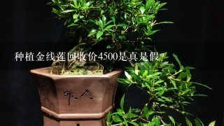 种植金线莲回收价4500是真是假?