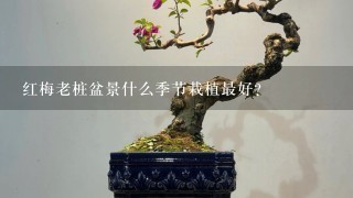 红梅老桩盆景什么季节栽植最好?