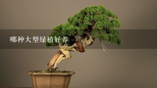 哪种大型绿植好养