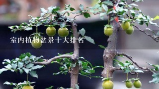 室内植物盆景十大排名