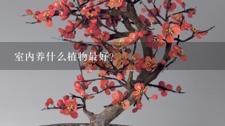 室内养什么植物最好？