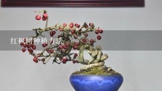 红枫树种植方法