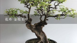 花卉 金枝玉叶