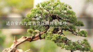 适合室内的盆栽常绿植物有哪些