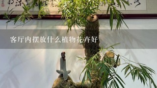 客厅内摆放什么植物花卉好