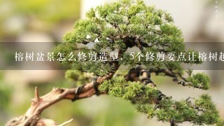 榕树盆景怎么修剪造型，5个修剪要点让榕树越长越好看