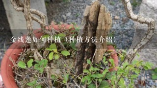 金线莲如何种植（种植方法介绍）