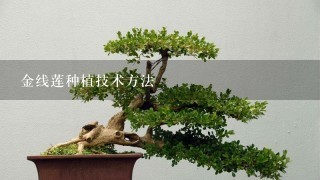 金线莲种植技术方法