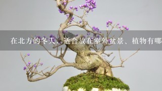 在北方的冬天，适合放在室外盆景、植物有哪些？