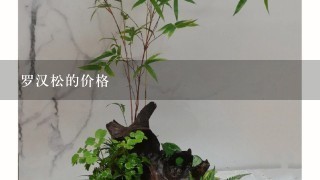 罗汉松的价格