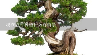 现在农村种植什么有前景