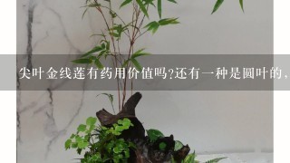 尖叶金线莲有药用价值吗?还有1种是圆叶的，不知道药用价值是不是1样。