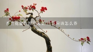 香兰花盆栽图片大全 兰花应该怎么养