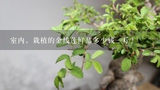 室内，栽植的金线莲鲜品多少钱1斤？