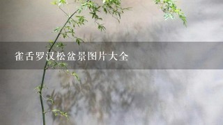 雀舌罗汉松盆景图片大全