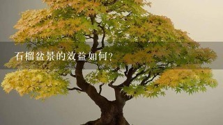 石榴盆景的效益如何？