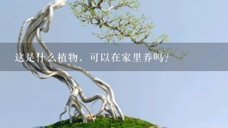 这是什么植物，可以在家里养吗？