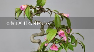 金枝玉叶什么时候开花