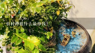 农村种植什么最挣钱？