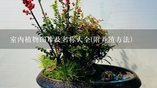 室内植物图片及名称大全(附养殖方法)