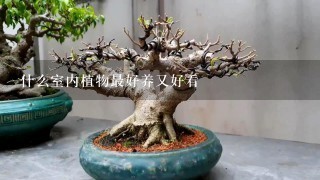 什么室内植物最好养又好看