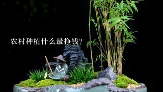 农村种植什么最挣钱？