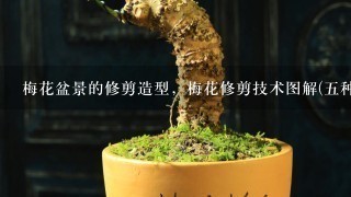 梅花盆景的修剪造型，梅花修剪技术图解(5种方法)