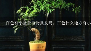 百色有小盆景植物批发吗，百色什么地方有小盆景植物