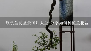 欣赏兰花盆景图片大全 分享如何种植兰花盆