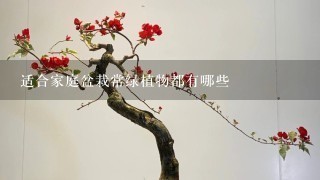 适合家庭盆栽常绿植物都有哪些