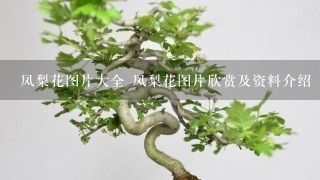 凤梨花图片大全 凤梨花图片欣赏及资料介绍