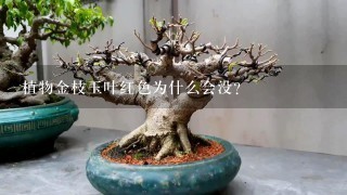 植物金枝玉叶红色为什么会没？