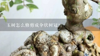 玉树怎么修剪成伞状树冠？