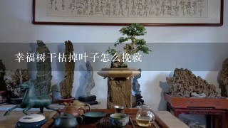 幸福树干枯掉叶子怎么挽救