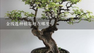 金线莲种植基地在哪里