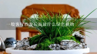 1般客厅沙发后面放什么绿色植物