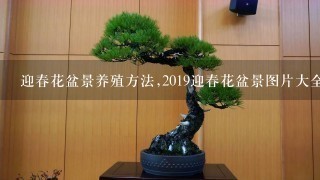 迎春花盆景养殖方法,2019迎春花盆景图片大全