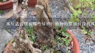 客厅适宜摆放哪些绿植？植物的摆放有没有风水要求啊？