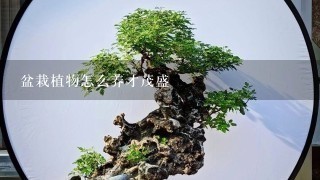 盆栽植物怎么养才茂盛