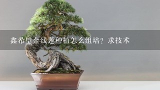 鑫希望金线莲种植怎么组培？求技术