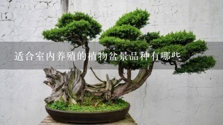 适合室内养殖的植物盆景品种有哪些